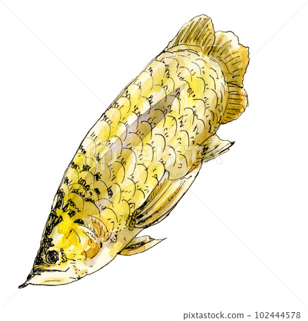 Arowana transparent swimming Arowana transparent swimming 102444578