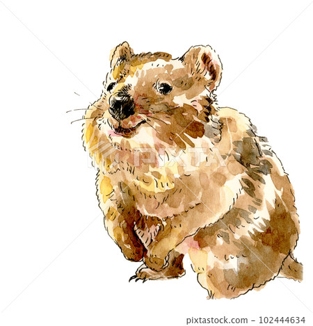 Quakka wallaby, the happiest animal in the world 102444634