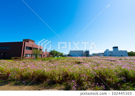 大波斯菊盛開和岡門淨化中心 - 岡山縣岡山市東區4 102445103
