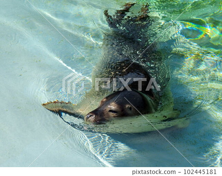 海豹游泳 海豹游泳 102445181