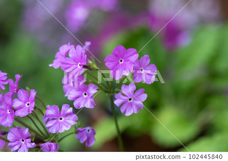 日本報春花(榛名)_0852 日本報春花(榛名)_0852 102445840