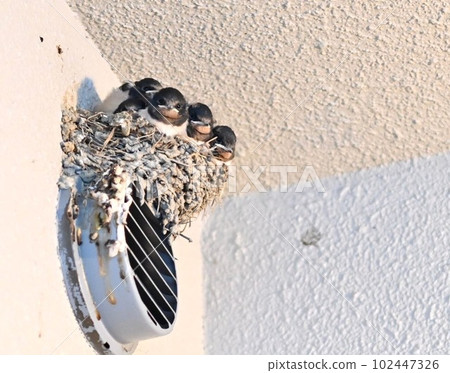 Swallow chicks waiting for food 102447326