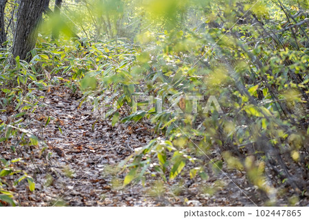 A park road, a stroll in the sparkling fresh greenery 102447865