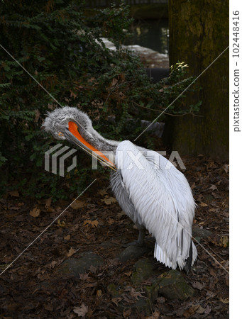 A white pelican cleans its wings in the shade of trees among dry foliage 102448416
