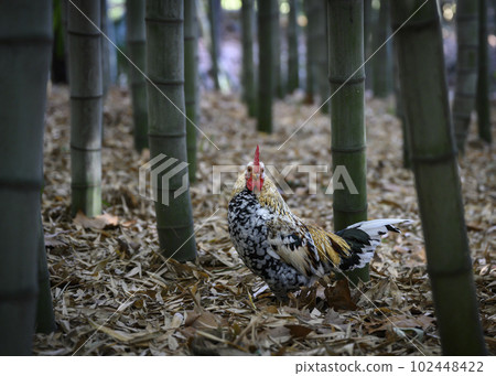 A rooster in a bamboo forest A rooster in a bamboo forest 102448422