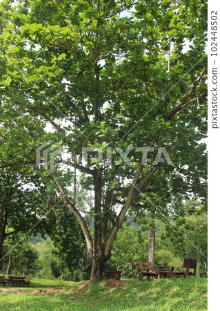 越南峴港的大樹2 102448502