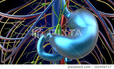 Human stomach anatomy for medical concept 3D rendering Human stomach anatomy for medical concept 3D rendering 102448717