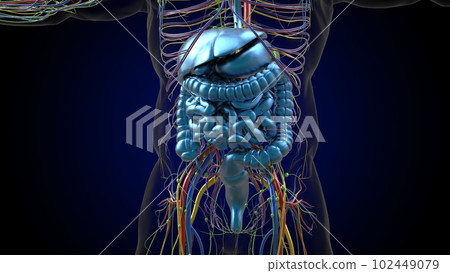 Human digestive system anatomy for medical concept 3D rendering 102449079