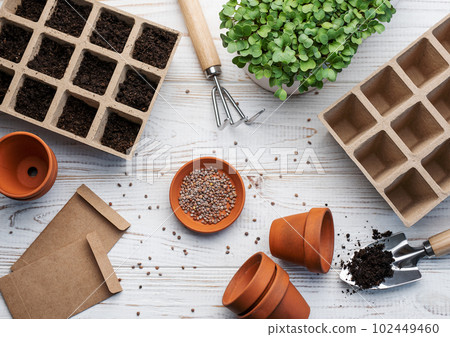 Gardening concept, planting at home 102449460