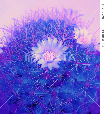 盛開的仙人掌白10 盛開的仙人掌白10 102449524