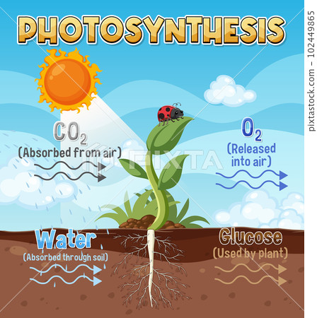 Diagram of Photosynthesis for biology and life science education Diagram of Photosynthesis for biology and life science education 102449865