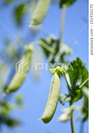 豌豆果實 豌豆果實 102450270