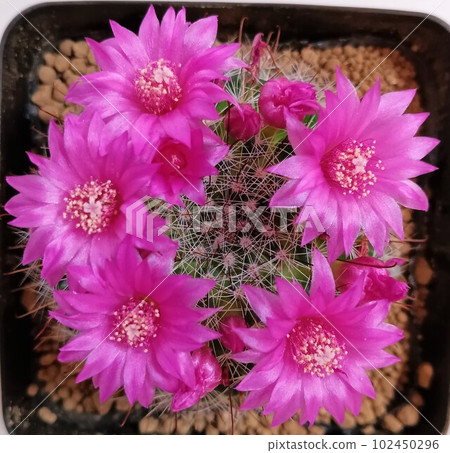 Blooming cactus 51 102450296