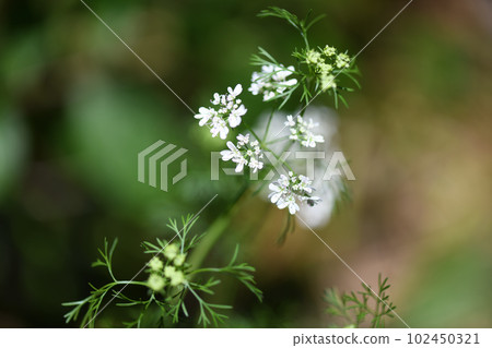 coriander flower 102450321