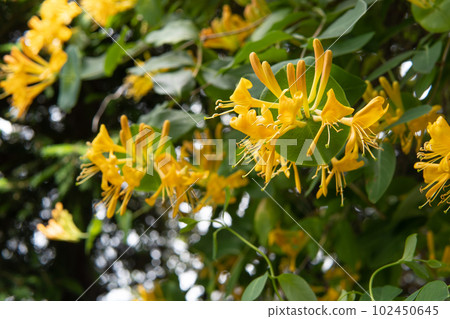橙色 Lonicera termaniana / 金銀花 102450645