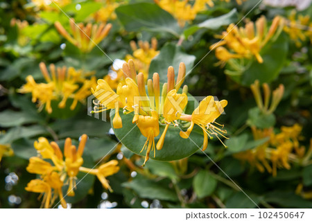 橙色 Lonicera termaniana 特寫 / 金銀花 102450647