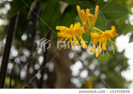 關閉橙色 Lonicera termaniana / 金銀花 102450648