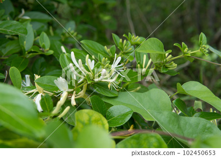 忍冬花和藤蔓開始開放 102450653