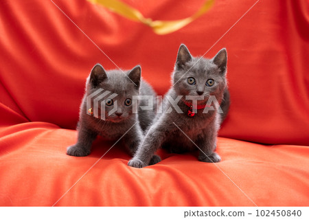 two chartreux kittens 102450840
