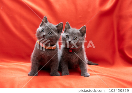 two chartreux kittens 102450859