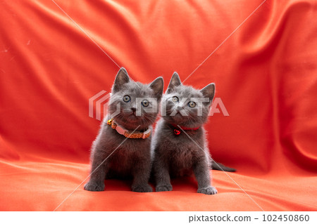 two chartreux kittens 102450860