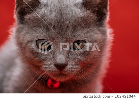 Chartreux kitten 102451044