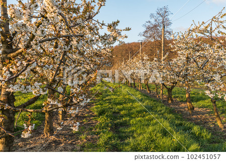 Orchard of blooming cherry trees (Prunus avium) in evening light, Canton Thurgau, Switzerland Orchard of blooming cherry trees (Prunus avium) in evening light, Canton Thurgau, Switzerland 102451057
