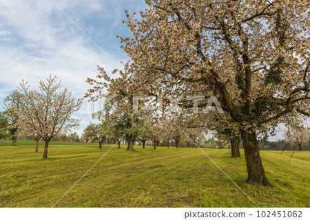 Blooming cherry tree garden (Prunus avium) in spring, Canton Thurgau, Switzerland Blooming cherry tree garden (Prunus avium) in spring, Canton Thurgau, Switzerland 102451062