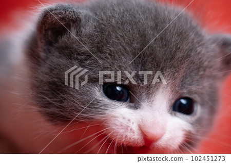 蘇格蘭折疊的小貓 蘇格蘭折疊的小貓 102451273