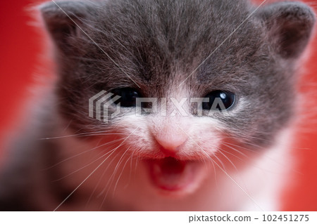 Kitten of Scottish fold 102451275