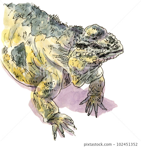 Iguana transparent upper body Iguana transparent upper body 102451352