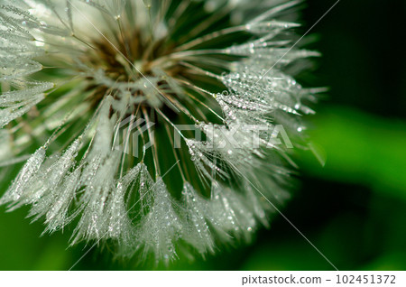 Dandelion fluff after rain 102451372
