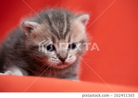 Kitten of Scottish fold 102451385
