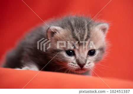 Kitten of Scottish fold Kitten of Scottish fold 102451387
