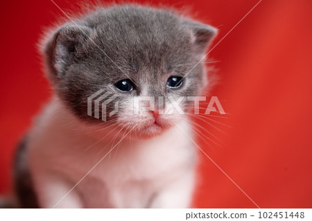 Kitten of Scottish fold 102451448