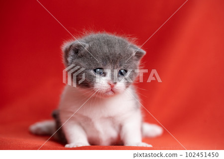 Kitten of Scottish fold Kitten of Scottish fold 102451450