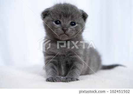 蘇格蘭折疊的小貓 蘇格蘭折疊的小貓 102451502