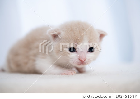 Kitten of Scottish fold 102451587
