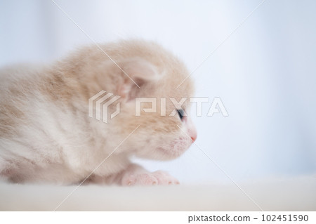 Kitten of Scottish fold 102451590