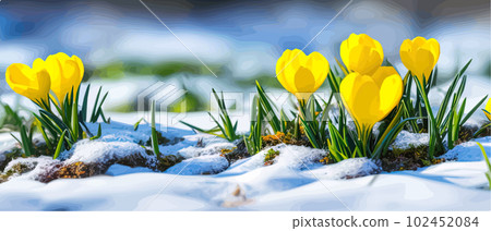 Snowfall flower. Spring wild flower. Beautiful grass of nature. Sketch of snow light flower branch. Flowering plant. Snowy floral art. Vector illustration banner Snowfall flower. Spring wild flower. Beautiful grass of nature. Sketch of snow light flower branch. Flowering plant. Snowy floral art. Vector illustration banner 102452084