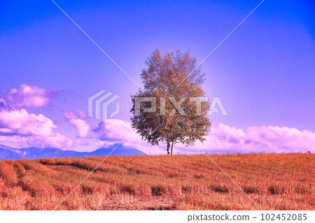 A single tree on a hill in Biei A single tree on a hill in Biei 102452085