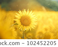 Tsunan Sunflower Field 6 102452205