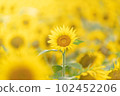 Tsunan Sunflower Field 7 102452206