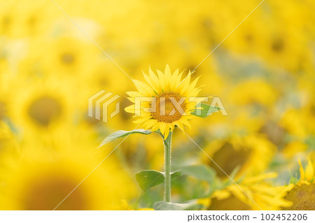 Tsunan Sunflower Field 7 102452206