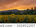 Tsunan Sunflower Field 8 102452207