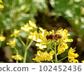 蜜蜂和強姦花 102452436