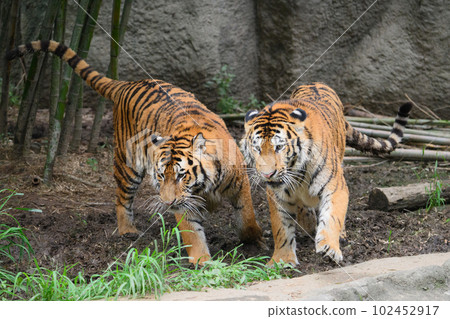 Amur tiger brother running side by side Amur tiger brother running side by side 102452917