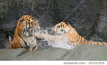 Amur tiger mother beating her cub in water 102452928