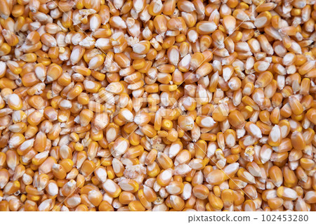 Close-up focus organic corn seed pattern texture Can be used as a background wallpaper 102453280