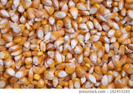 Close-up focus organic corn seed pattern texture Can be used as a background wallpaper Close-up focus organic corn seed pattern texture Can be used as a background wallpaper 102453283